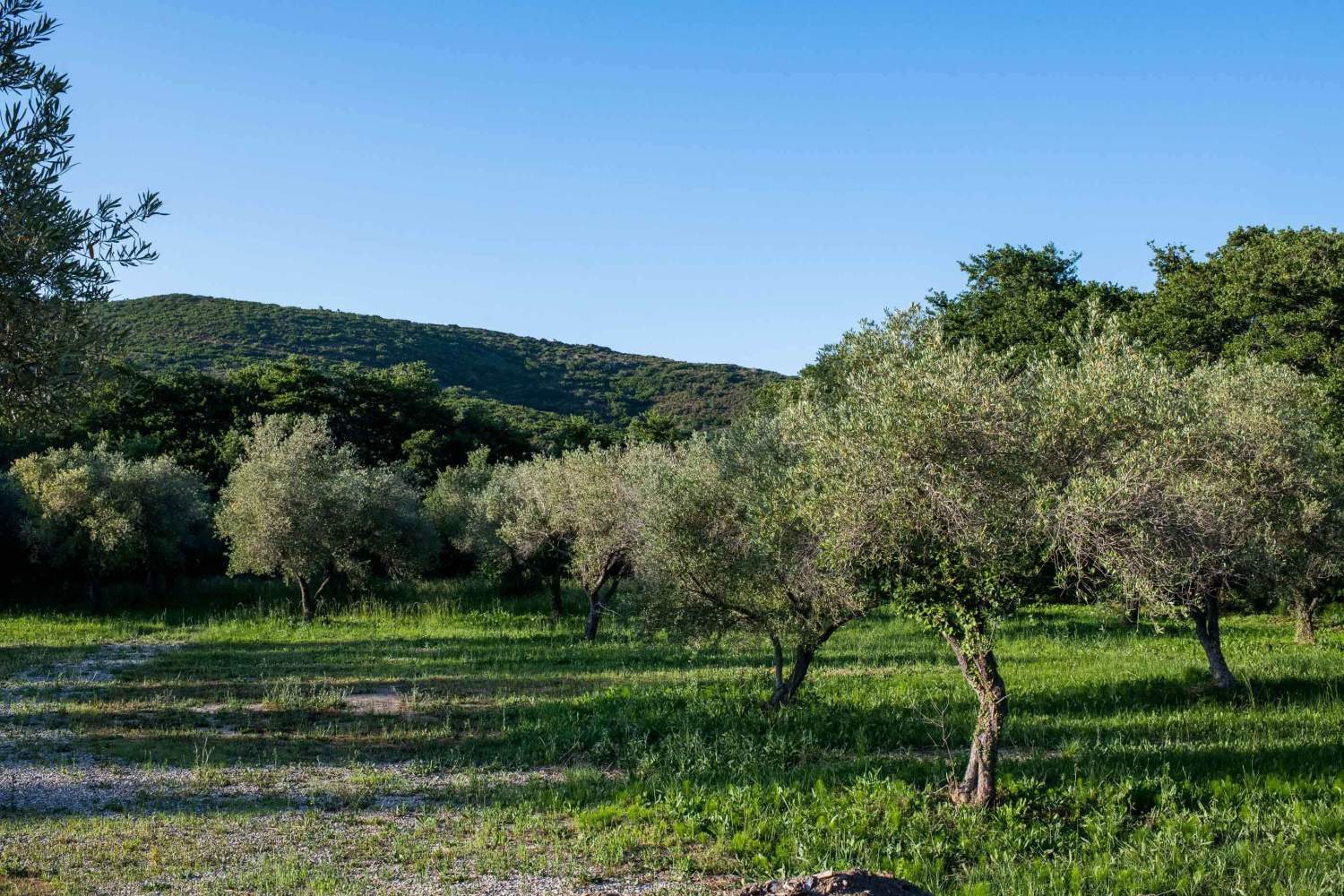 exterieur paysage misincu cap corse Hôtel Ecologique en Corse