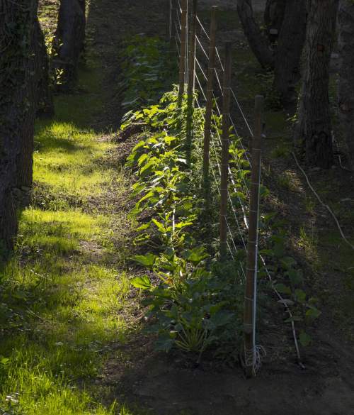 permaculture misincu cap corse Hôtel Ecologique en Corse